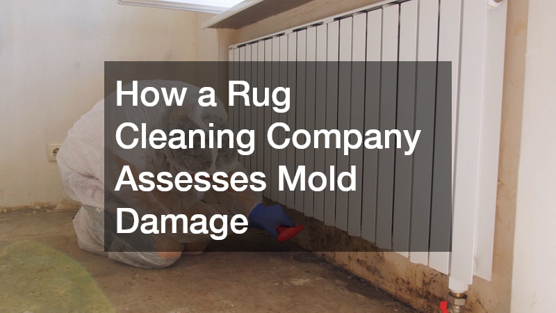 How a Rug Cleaning Company Assesses Mold Damage