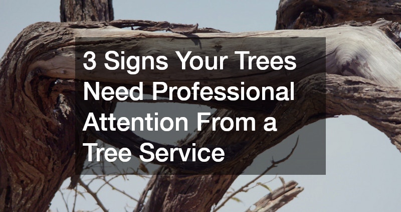 3 Signs Your Trees Need Professional Attention From a Tree Service