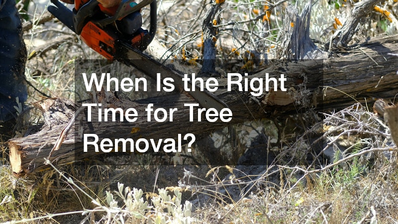 When Is the Right Time for Tree Removal?