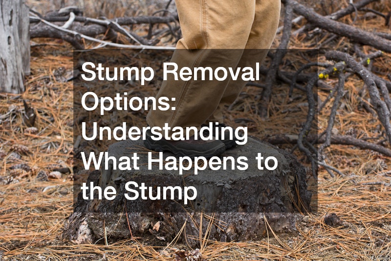 Stump Removal Options: Understanding What Happens to the Stump