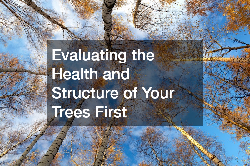 Evaluating the Health and Structure of Your Trees First