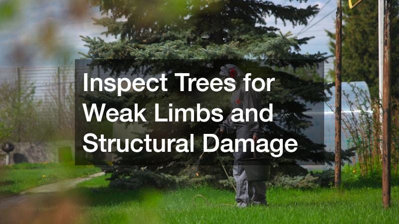 Inspect Trees for Weak Limbs and Structural Damage