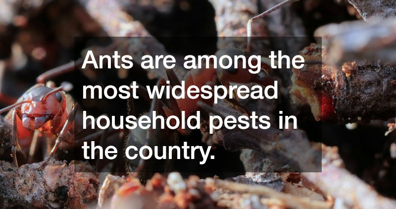 Ants are among the most widespread household pests in the country.