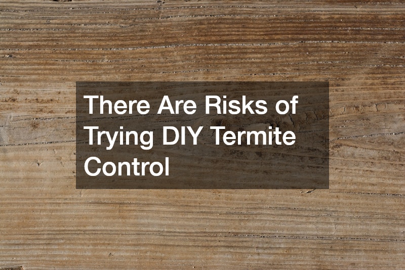 There Are Risks of Trying DIY Termite Control