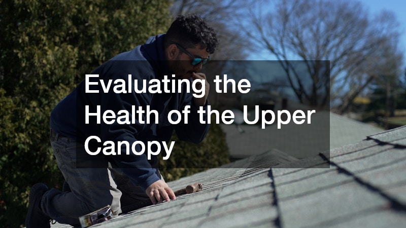 Evaluating the Health of the Upper Canopy