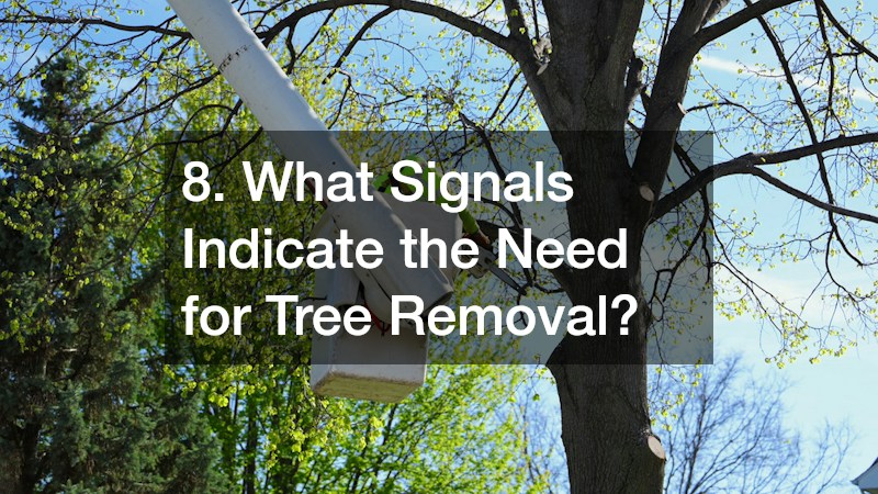 8. What Signals Indicate the Need for Tree Removal?