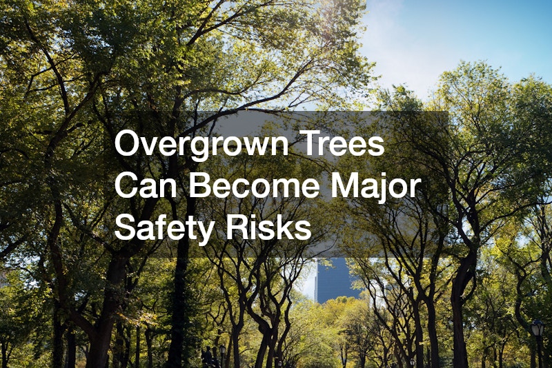 Overgrown Trees Can Become Major Safety Risks
