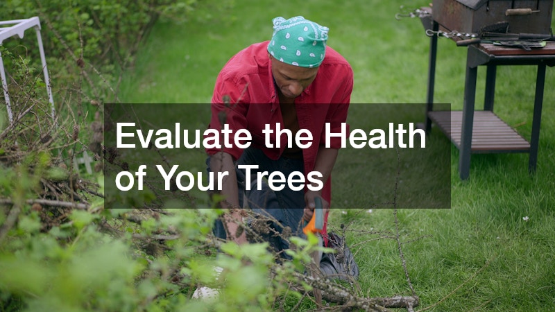 Evaluate the Health of Your Trees