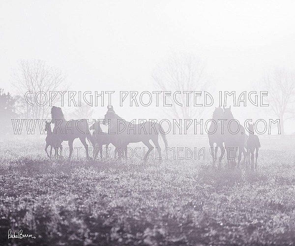 Rise and Shine (silver bells)