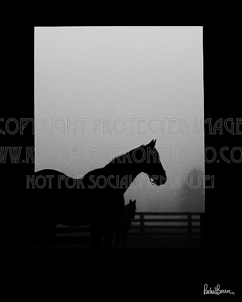 Misty Morning Mares (black and white)