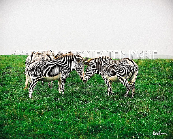 Zebra Kiss