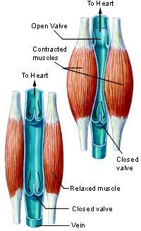 Human Physiology – Pulmonary Function I (Outline) | Genius