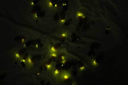 Dans le noir meaning