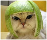 Genius profile picture for @logz