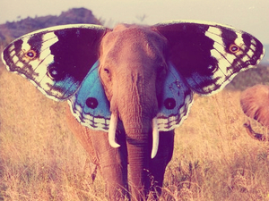 Genius profile picture for @Magnolia