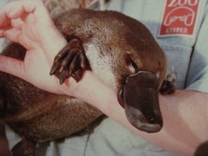 Genius profile picture for @Platypus