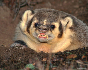 Genius profile picture for @Nora