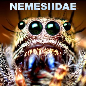 Nemesiidae Genius
