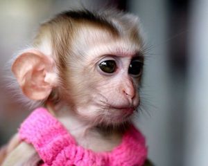 Genius profile picture for @Tulip