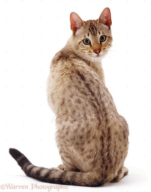 Genius profile picture for @kittenz