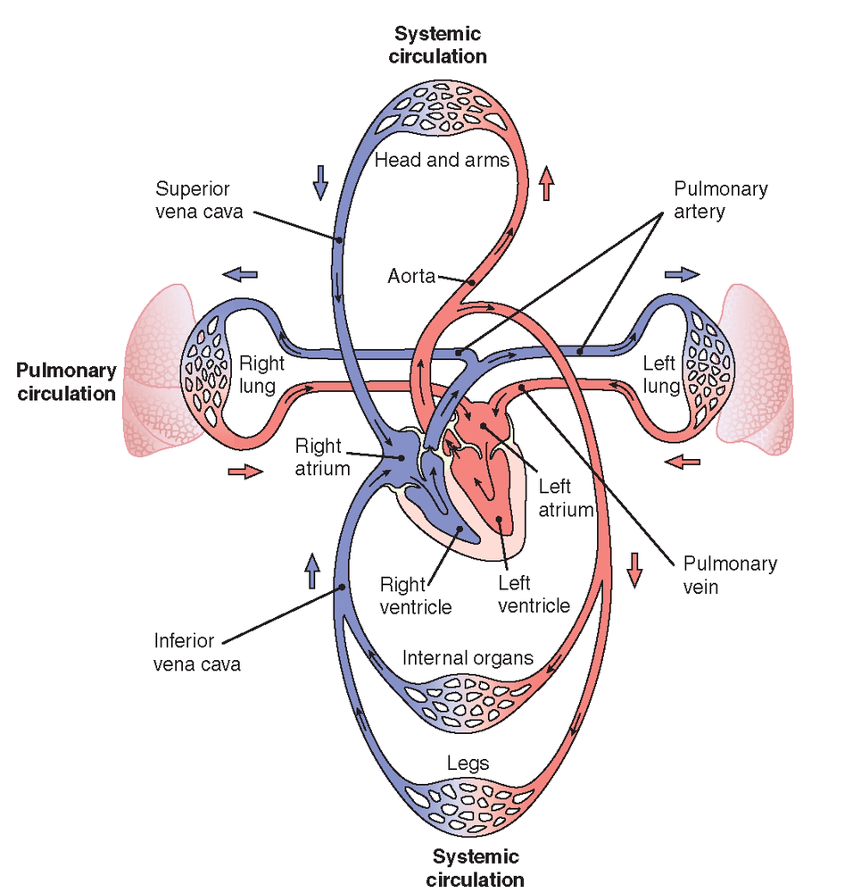Circulatory System Diagram