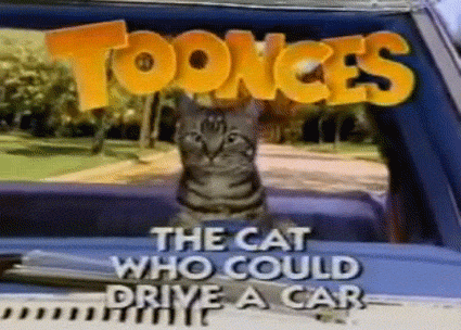 toonces driving cat