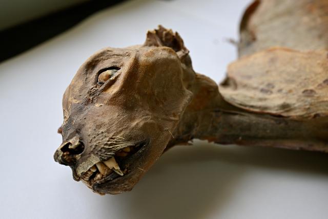 AP News: Mummified cheetahs found in Saudi caves shed light on lost populations