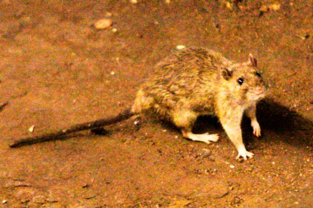AP News: A suspected outbreak of the rare hantavirus on a cruise ship in the Atlantic kills 3 people