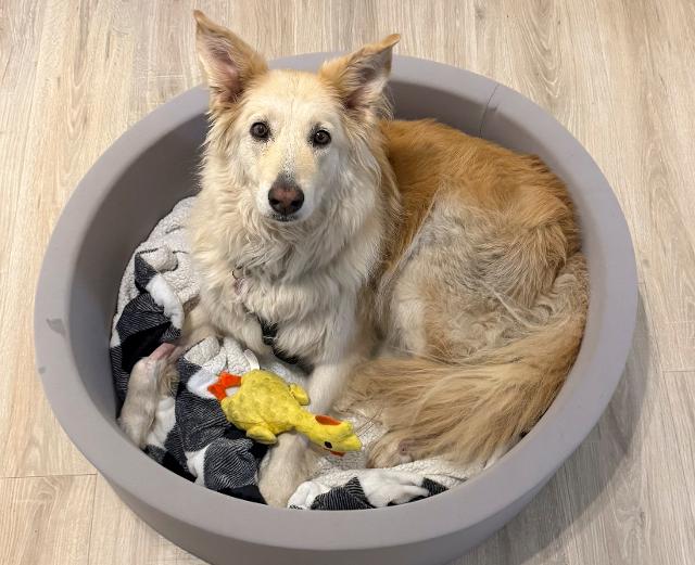 AP News: Rescuers use drone technology to find dog that escaped along New Jersey Turnpike