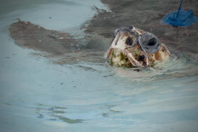 AP News: A sea turtle with 3 flippers swims free after Florida rehab, now followed by satellite