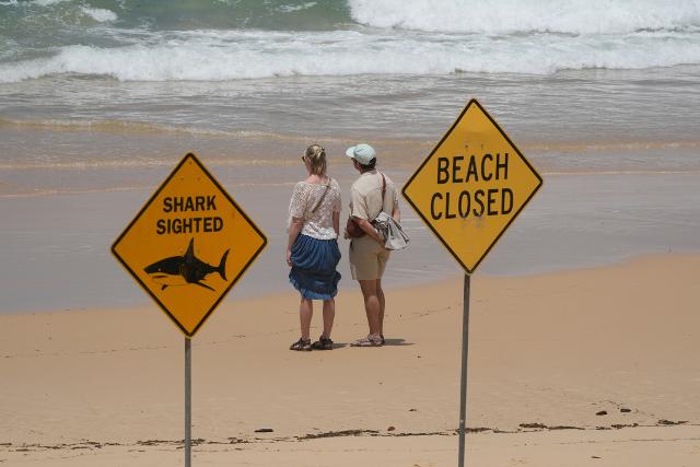 AP News: Surfer bitten in 4th shark attack off Australia's east coast in 3 days