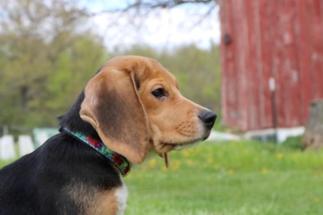 AP News: 1,500 beagles will get new lives, warm laps after release from research facility