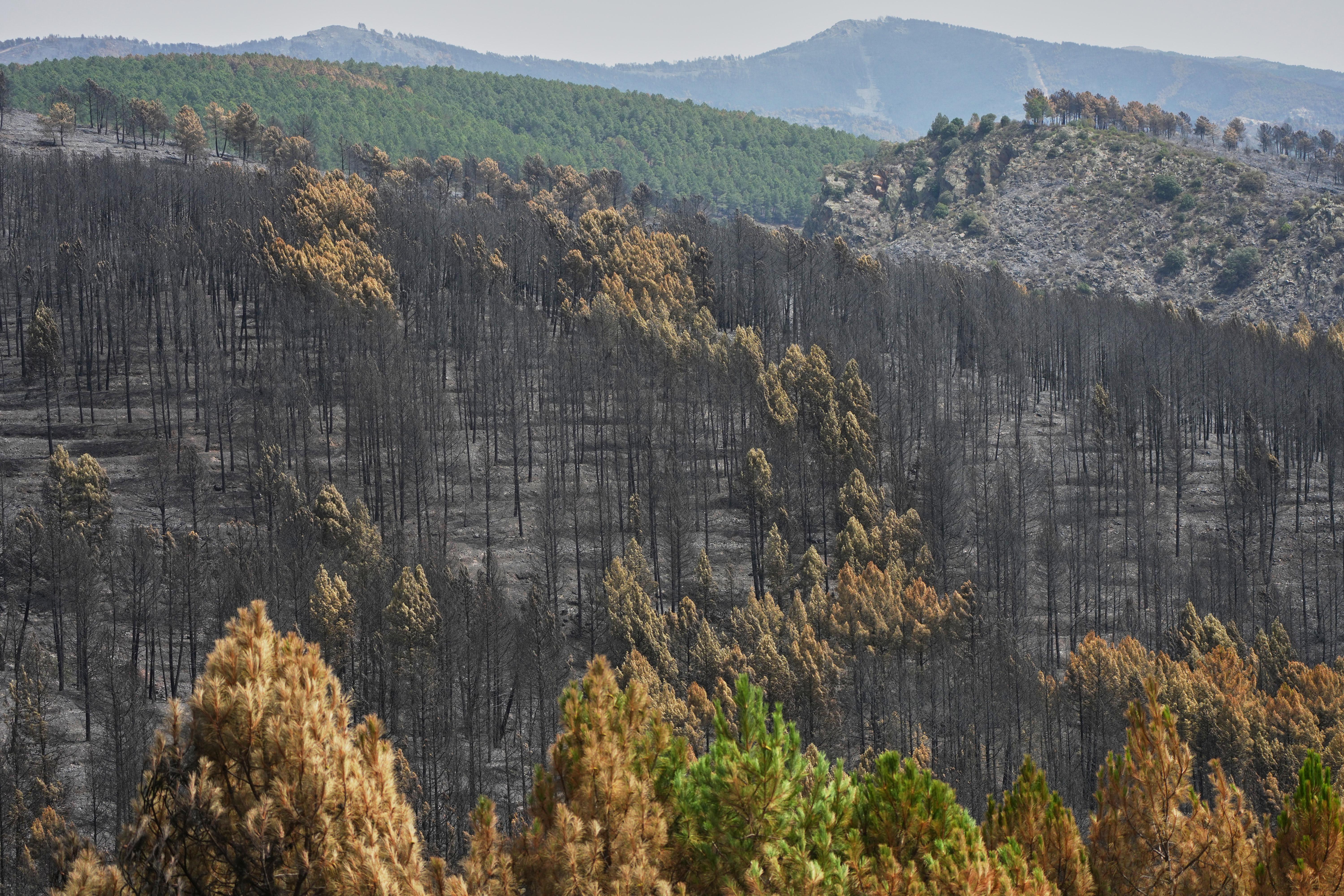 Firefighters battle one of Spain's biggest-ever wildfires during heat wave across the Mediterranean