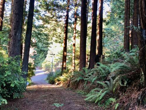 Upper Sunny Brae Home in the Redwoods 2 2