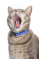 Cat Yawning