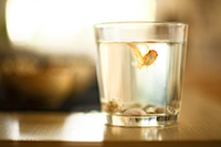 Gold Fish