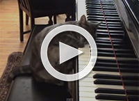 Piano Cat