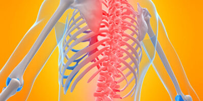 How the spinal cord works