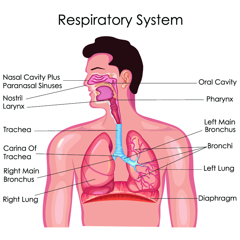 Respiratory Management Following Spinal Cord Injury Respiratory Management Following Spinal Cord Injury