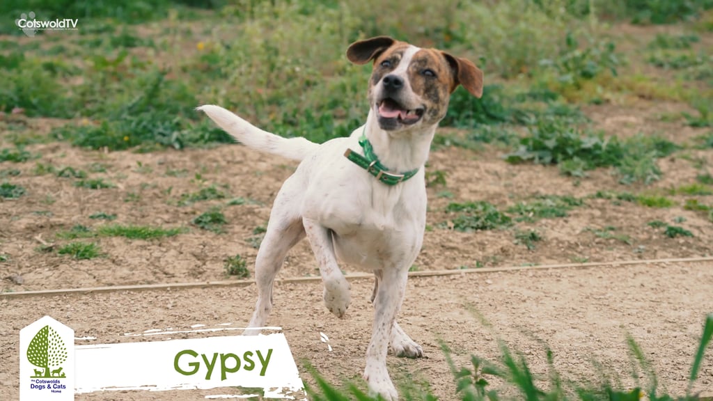 Cotswolds Dogs and Cats Home Furniture Emporium Tetbury. Cotswold TV