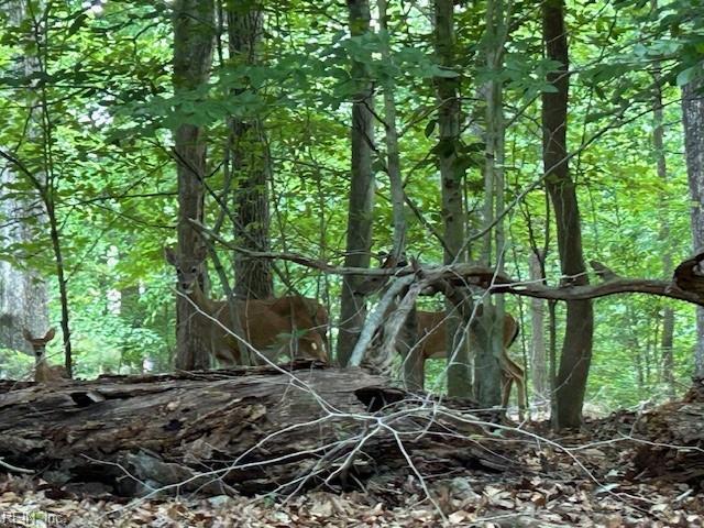 BEECHWOOD