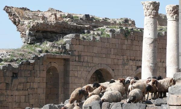 Syria 41   bosra   colonnaded