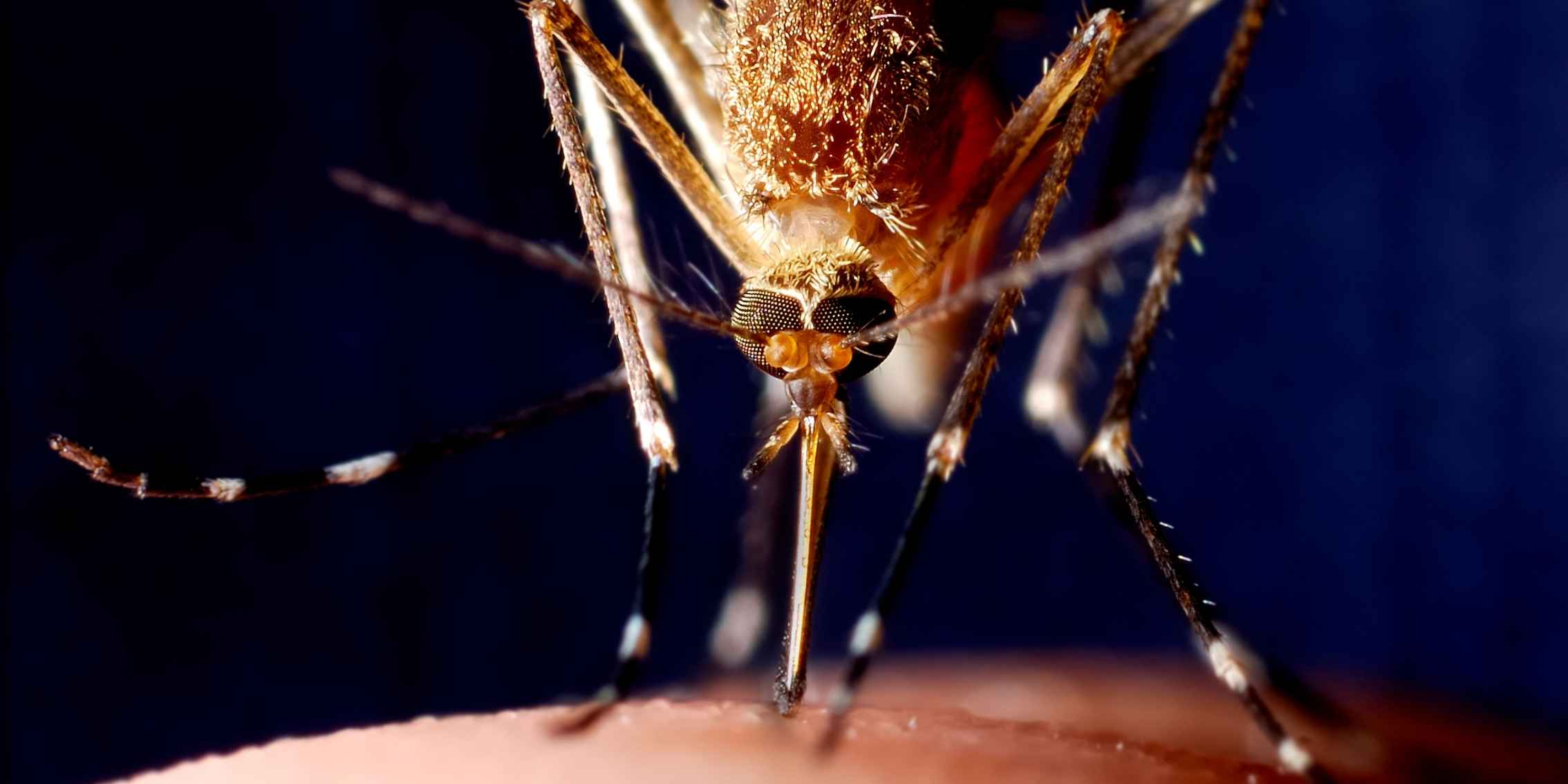 HD shot of an insect close up, high definition shot of an insect using a high quality camera.