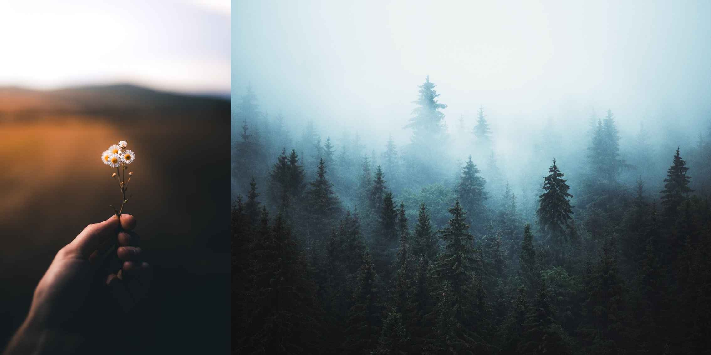 A hand holding a delicate white flower in the foreground, with a misty forest in the background” title=
