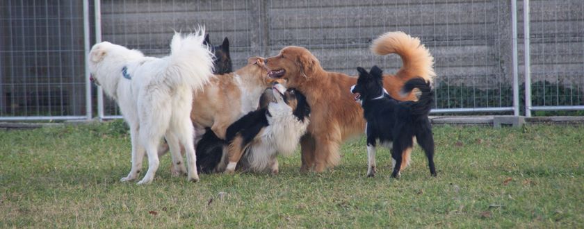 La carica dei 101 ASD