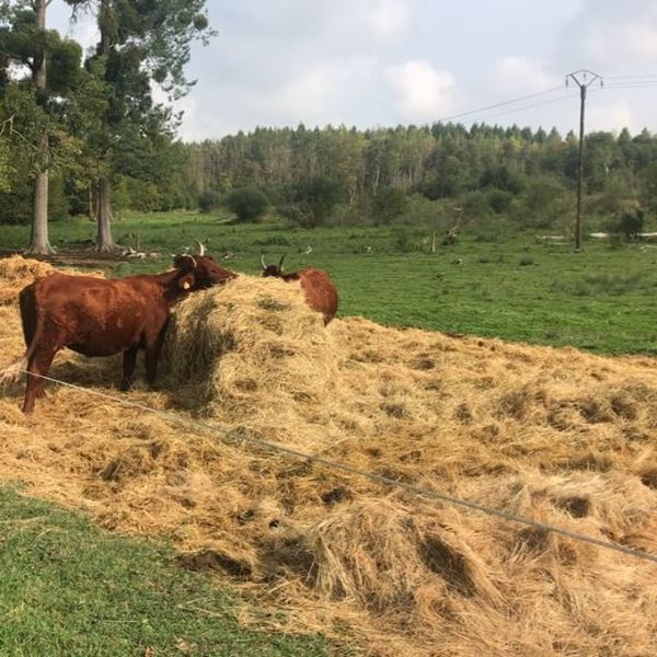 Coté's Commonplace Book #40