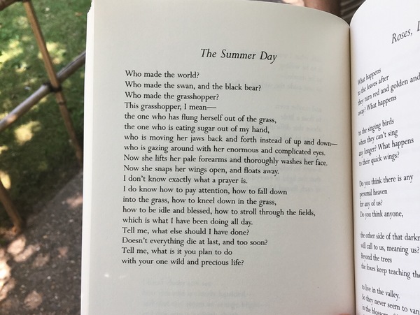 Mary Oliver Summer Day Poem Letters From Zeynep: Poetry & Nature | Revue