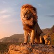 Disney’s New ‘Lion King’ Is the VR-Fueled Future of Cinema