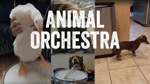 The Fabulous Animal Orchestra Supergroup