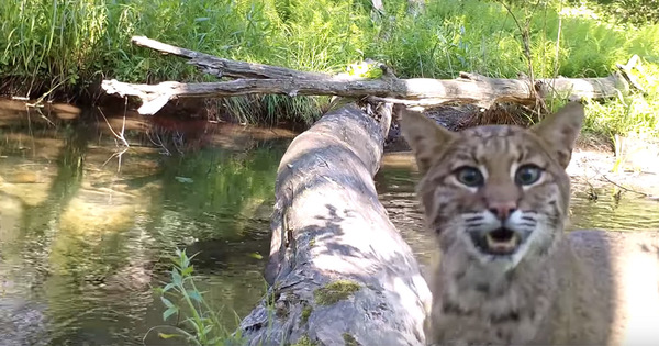 An Almost Comically Diverse Parade of Wildlife Crosses a Log Bridge in Pennsylvania | Colossal